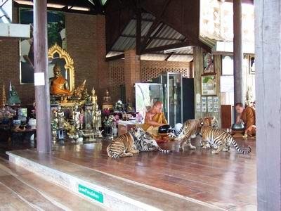 Templo del Tigre Tailandia 06